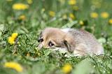 CORGI PEMBROKE 600